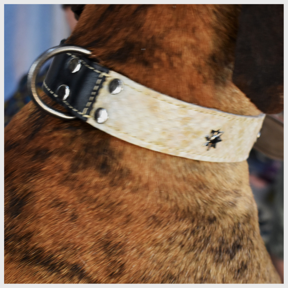 Collar de Perro 100% Cuero Tricolor Chileno