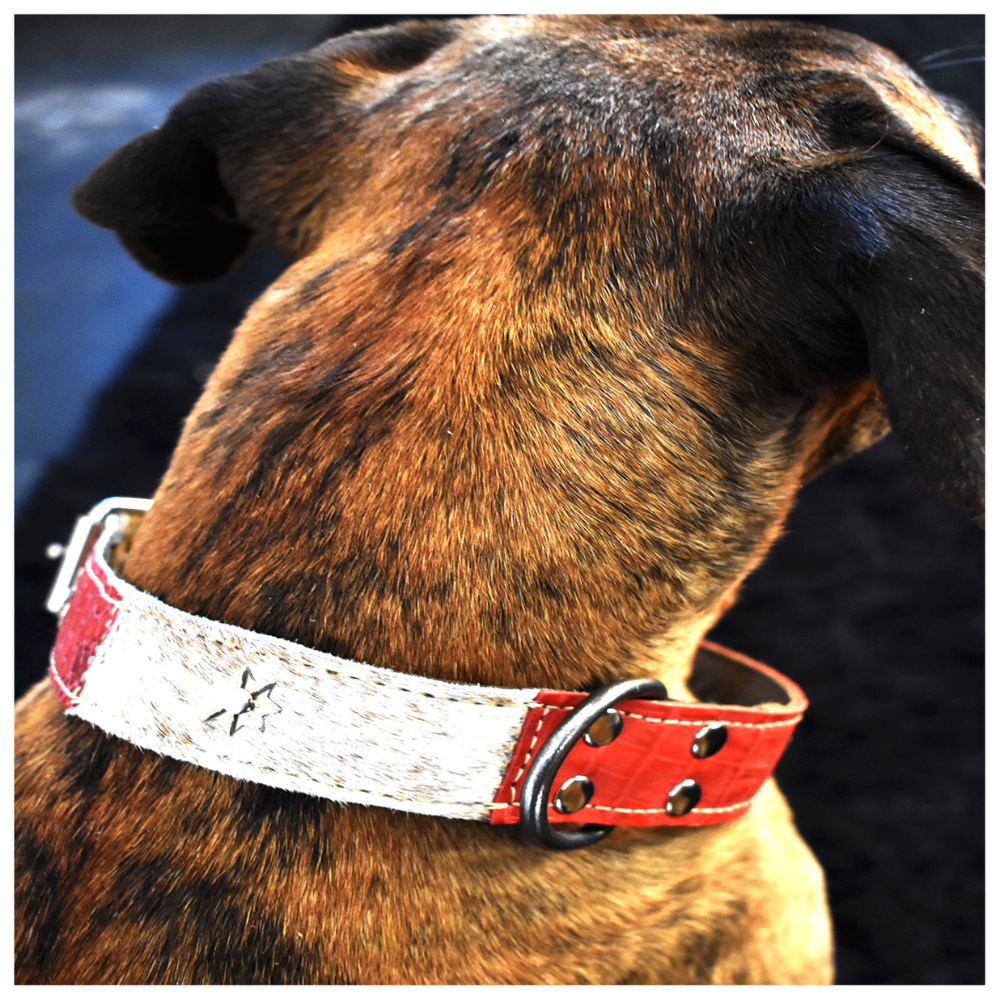 Collar de Perro 100% Cuero Tricolor Chileno