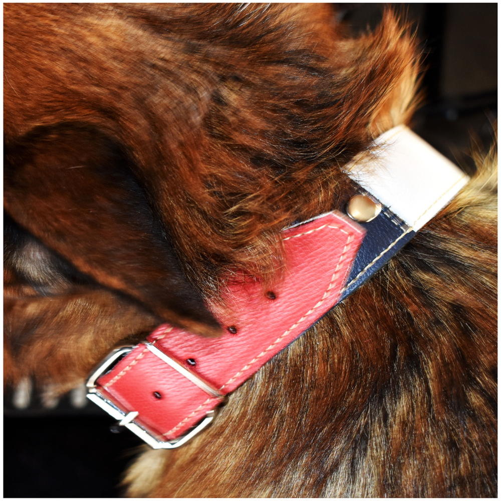 Collar de Perro 100% Cuero Tricolor Chileno