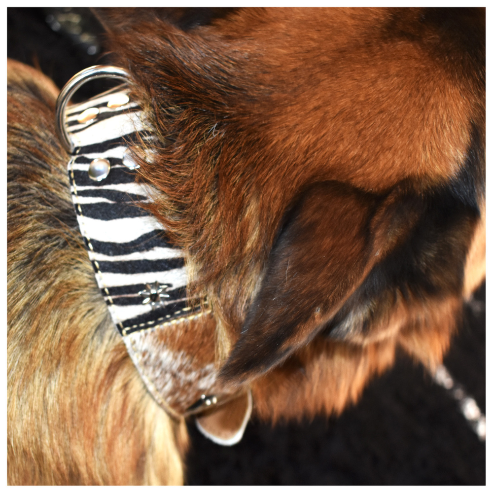 Collar de Perro 100% Cuero y Piel Estilo Zebra